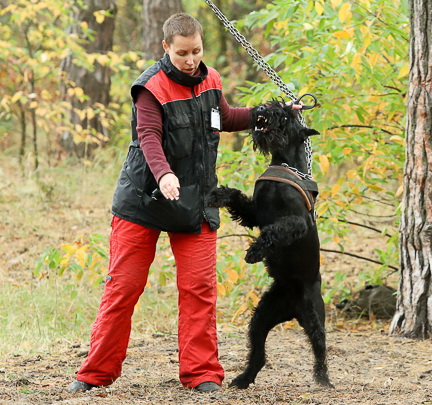 STRAZH  - SD and Police dog programs, 5-10-19.